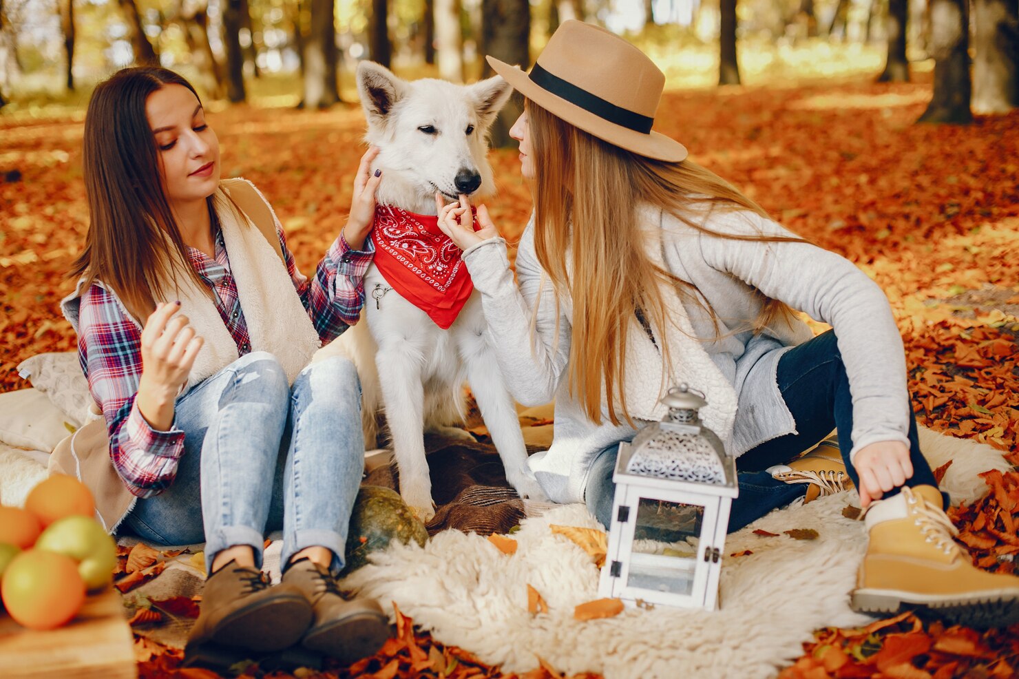 Essential Tools for Training Your Pet Effectively