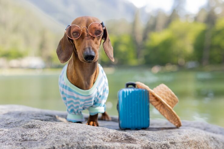 Dog sunglasses straw hat summer clothes is sitting near water with suitcase holidays with pets hi2y