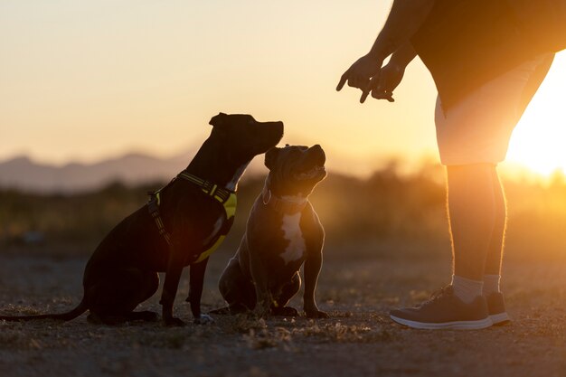 Dog trainer bounding with dogs hiy